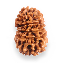 Load image into Gallery viewer, 12 Mukhi Nepalese Rudraksha - Bead No 389