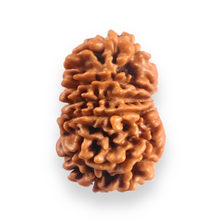 Load image into Gallery viewer, 12 Mukhi Nepalese Rudraksha - Bead No 389