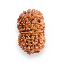 Load image into Gallery viewer, 12 Mukhi Nepalese Rudraksha - Bead No 390