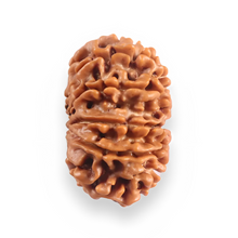 Load image into Gallery viewer, 12 Mukhi Nepalese Rudraksha - Bead No 390