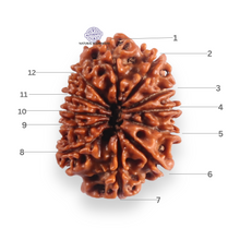 Load image into Gallery viewer, 12 Mukhi Nepalese Rudraksha - Bead No 391