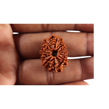 Load image into Gallery viewer, 12 Mukhi Nepalese Rudraksha - Bead No 391