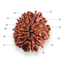 Load image into Gallery viewer, 12 Mukhi Nepalese Rudraksha - Bead No 392