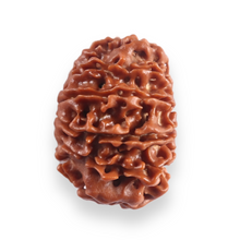 Load image into Gallery viewer, 12 Mukhi Nepalese Rudraksha - Bead No 392
