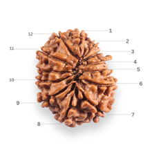 Load image into Gallery viewer, 12 Mukhi Nepalese Rudraksha - Bead No 393