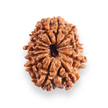Load image into Gallery viewer, 12 Mukhi Nepalese Rudraksha - Bead No 393