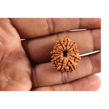 Load image into Gallery viewer, 12 Mukhi Nepalese Rudraksha - Bead No 393