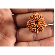Load image into Gallery viewer, 12 Mukhi Nepalese Rudraksha - Bead No 394