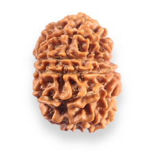 Load image into Gallery viewer, 12 Mukhi Nepalese Rudraksha - Bead No 394