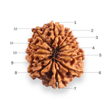 Load image into Gallery viewer, 12 Mukhi Nepalese Rudraksha - Bead No 395