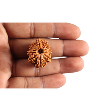 Load image into Gallery viewer, 12 Mukhi Nepalese Rudraksha - Bead No 395