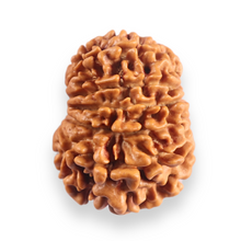 Load image into Gallery viewer, 12 Mukhi Nepalese Rudraksha - Bead No 395