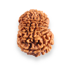 Load image into Gallery viewer, 12 Mukhi Nepalese Rudraksha - Bead No 396