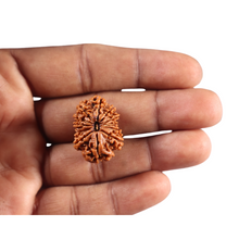 Load image into Gallery viewer, 12 Mukhi Nepalese Rudraksha - Bead No 396