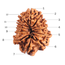 Load image into Gallery viewer, 12 Mukhi Nepalese Rudraksha - Bead No 398