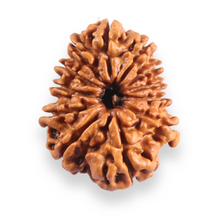 Load image into Gallery viewer, 12 Mukhi Nepalese Rudraksha - Bead No 398