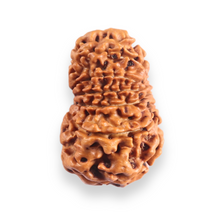 Load image into Gallery viewer, 12 Mukhi Nepalese Rudraksha - Bead No 398