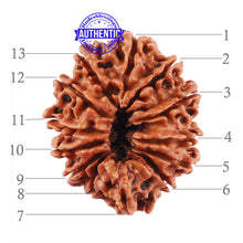 Load image into Gallery viewer, 13 Mukhi Nepalese Rudraksha - Bead No. 161