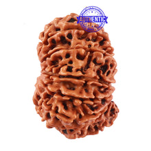 Load image into Gallery viewer, 13 Mukhi Nepalese Rudraksha - Bead No. 161