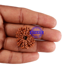 Load image into Gallery viewer, 13 Mukhi Nepalese Rudraksha - Bead No. 189