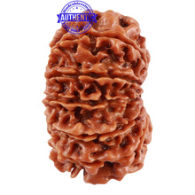 Load image into Gallery viewer, 13 Mukhi Nepalese Rudraksha - Bead No. 189