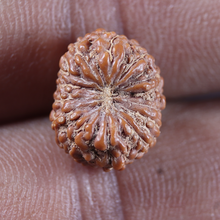 Load image into Gallery viewer, 13 Mukhi Indonesian Rudraksha - Bead No 310