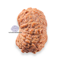 Load image into Gallery viewer, 13 Mukhi Indonesian Rudraksha - Bead No 310