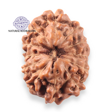 Load image into Gallery viewer, 13 Mukhi Indonesian Rudraksha - Bead No 311