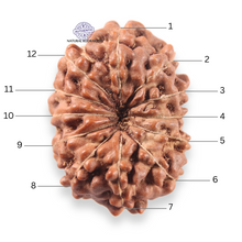 Load image into Gallery viewer, 13 Mukhi Indonesian Rudraksha - Bead No 311