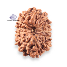 Load image into Gallery viewer, 13 Mukhi Indonesian Rudraksha - Bead No 312