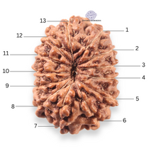 Load image into Gallery viewer, 13 Mukhi Indonesian Rudraksha - Bead No 312