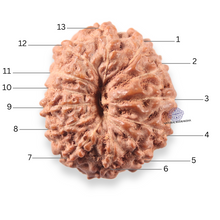 Load image into Gallery viewer, 13 Mukhi Indonesian Rudraksha - Bead No 313
