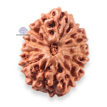 Load image into Gallery viewer, 13 Mukhi Indonesian Rudraksha - Bead No 314