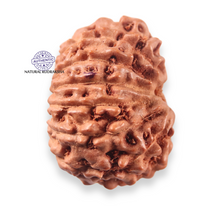 Load image into Gallery viewer, 13 Mukhi Indonesian Rudraksha - Bead No 314