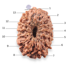Load image into Gallery viewer, 13 Mukhi Indonesian Rudraksha - Bead No 315