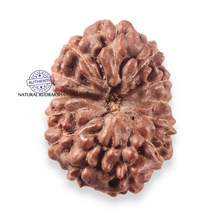Load image into Gallery viewer, 13 Mukhi Indonesian Rudraksha - Bead No 316