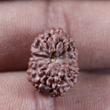 Load image into Gallery viewer, 13 Mukhi Indonesian Rudraksha - Bead No 316