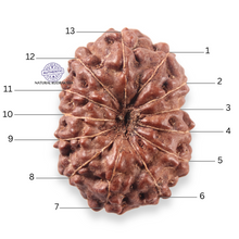 Load image into Gallery viewer, 13 Mukhi Indonesian Rudraksha - Bead No 316