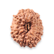 Load image into Gallery viewer, 13 Mukhi Indonesian Rudraksha - Bead No. 323