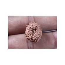 Load image into Gallery viewer, 13 Mukhi Indonesian Rudraksha - Bead No. 323