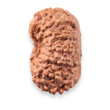 Load image into Gallery viewer, 13 Mukhi Indonesian Rudraksha - Bead No. 323