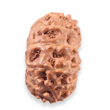 Load image into Gallery viewer, 13 Mukhi Indonesian Rudraksha - Bead No. 323