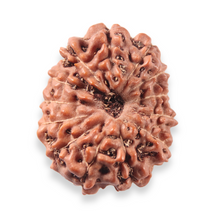 Load image into Gallery viewer, 13 Mukhi Indonesian Rudraksha - Bead No. 322
