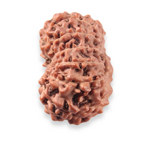 Load image into Gallery viewer, 13 Mukhi Indonesian Rudraksha - Bead No. 322