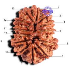 Load image into Gallery viewer, 13 Mukhi Nepalese Rudraksha - Bead No. 391