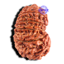 Load image into Gallery viewer, 13 Mukhi Nepalese Rudraksha - Bead No. 391