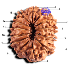 Load image into Gallery viewer, 13 Mukhi Nepalese Rudraksha - Bead No. 392
