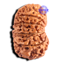 Load image into Gallery viewer, 13 Mukhi Nepalese Rudraksha - Bead No. 392