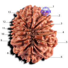 Load image into Gallery viewer, 13 Mukhi Nepalese Rudraksha - Bead No. 394