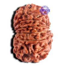 Load image into Gallery viewer, 13 Mukhi Nepalese Rudraksha - Bead No. 394